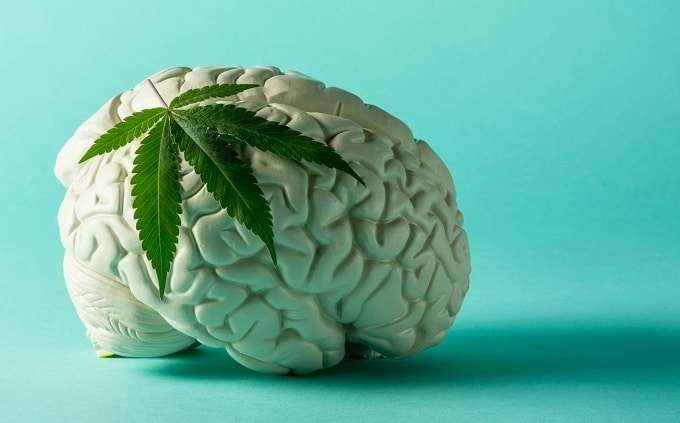 Weed Leaf On Brain